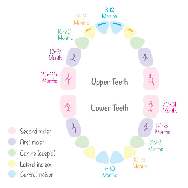 teeth development growth