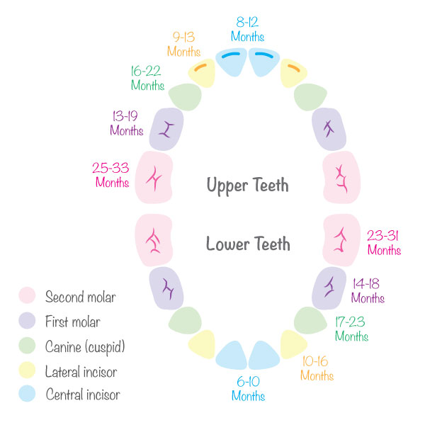 Child Teeth Chart